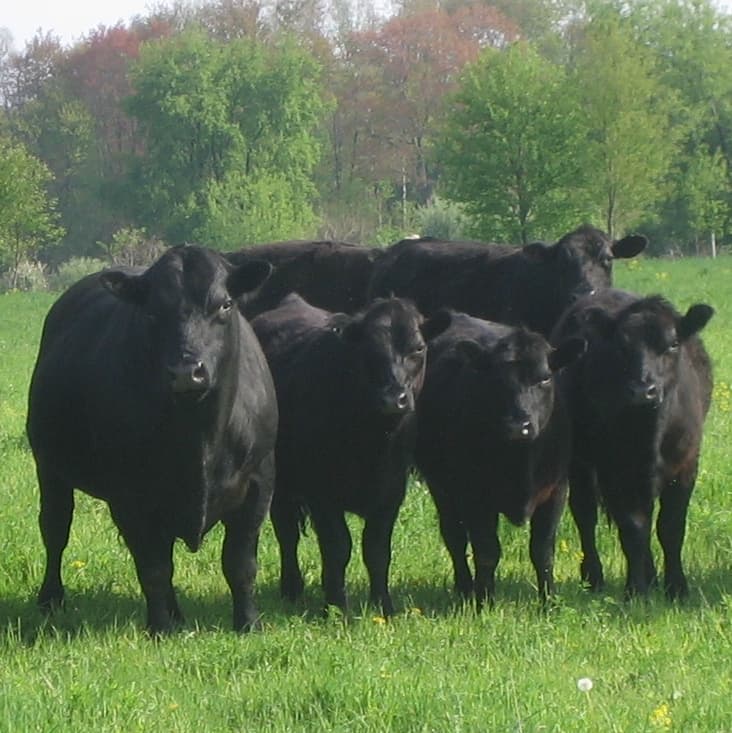 Lake Village Homestead Farm