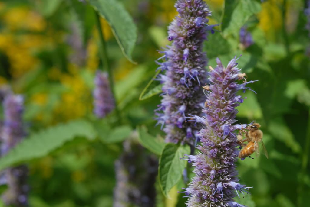 Bare Naked Honey Farm