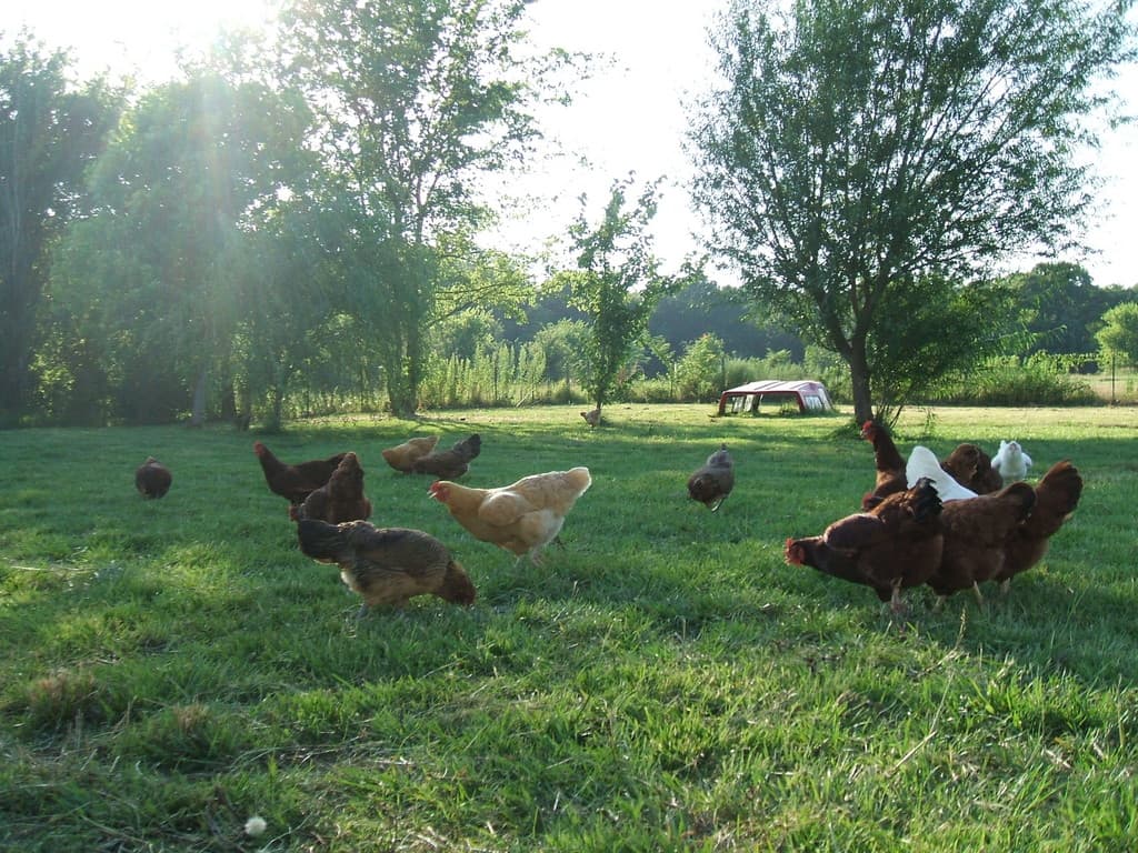 Harmony Harvest Family Farm