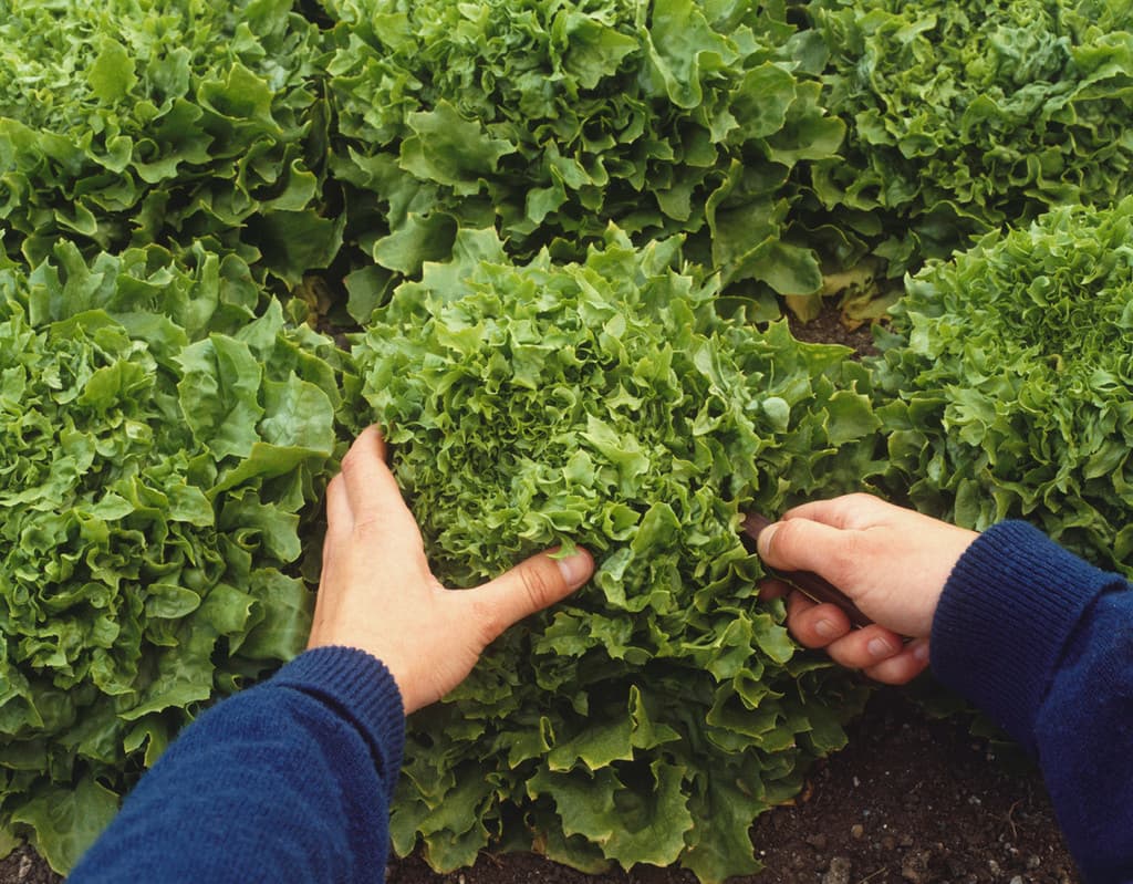 Riverwood Produce Farm LLC