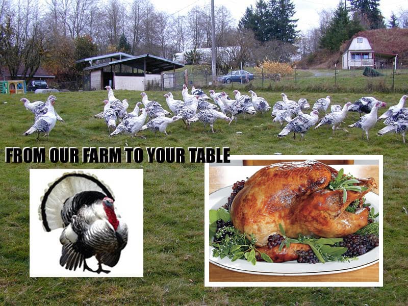 Talltree Family Farm