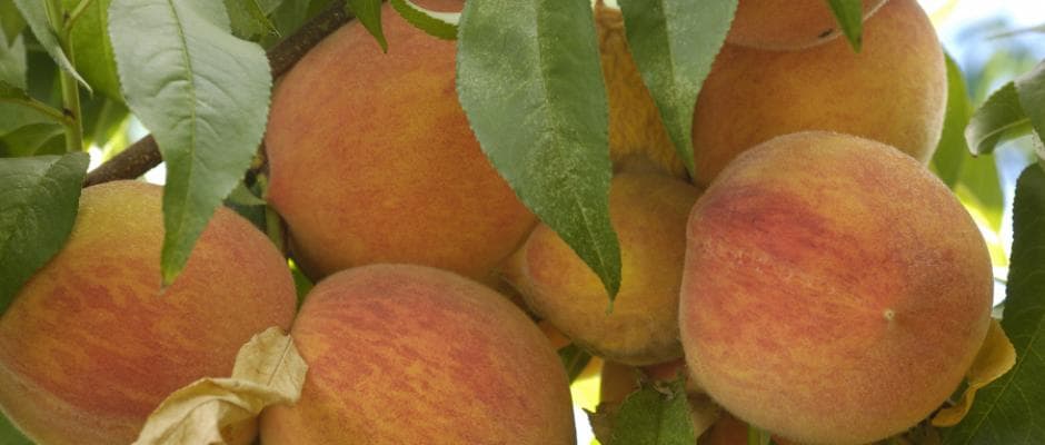 Mount Pleasant Farms