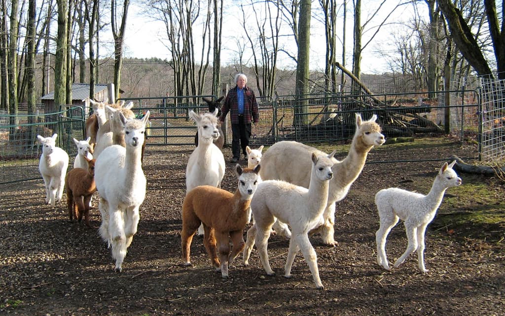 Great Rock Alpacas