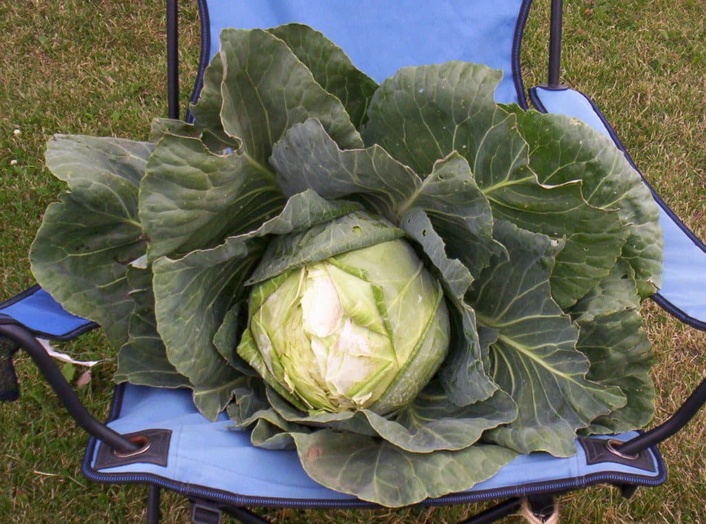 Gathering Ground CSA