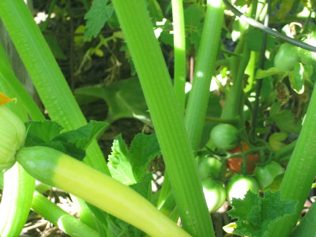 Sunburst Farms Market