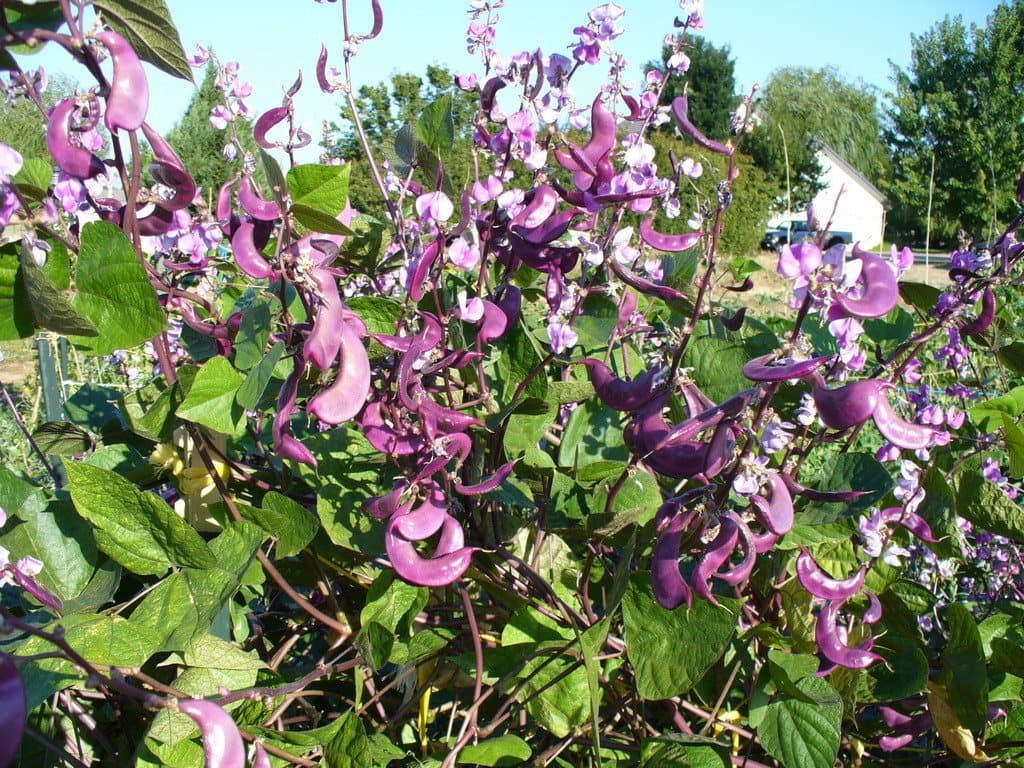 Churn Creek Meadow Organic Farm