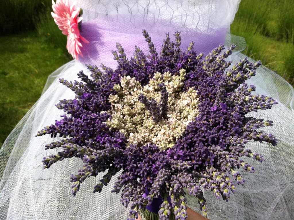 Sauvie Island Lavender Farm