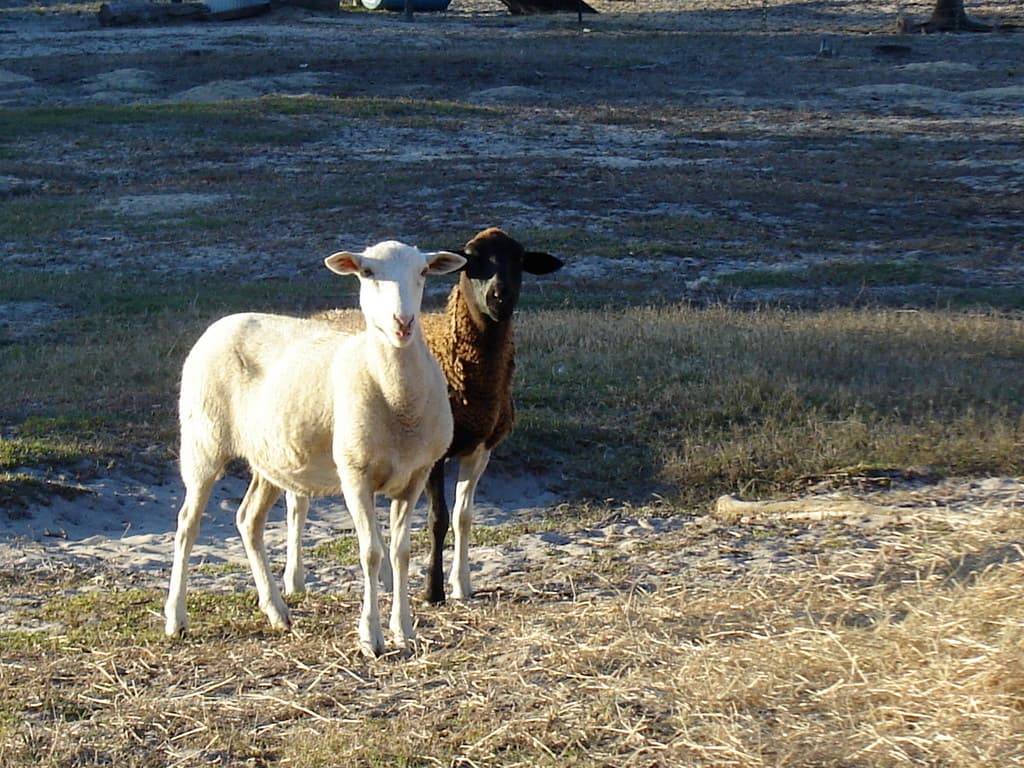 Closed Permanently-Bo Peep's Black Sheep/Coolidge Urban Farm