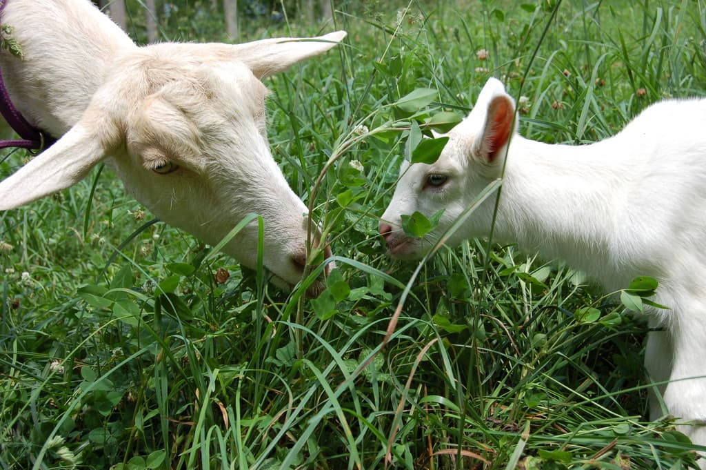 Father's Bounty Farm