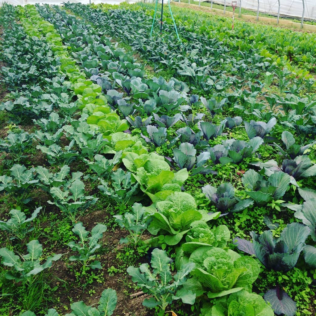 Trosly Farm & Bakery