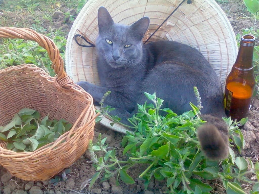 Daggawalla Seeds & Herbs