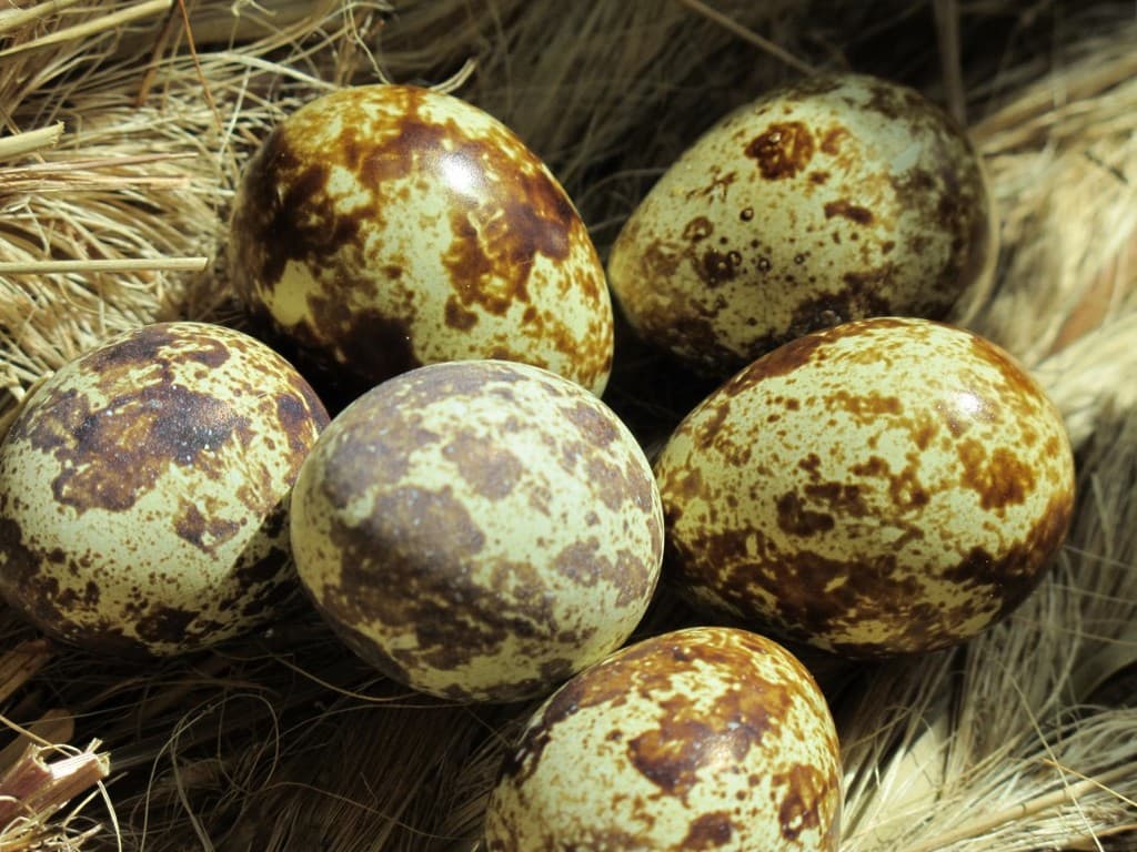 Slowsprings Farm  LLC