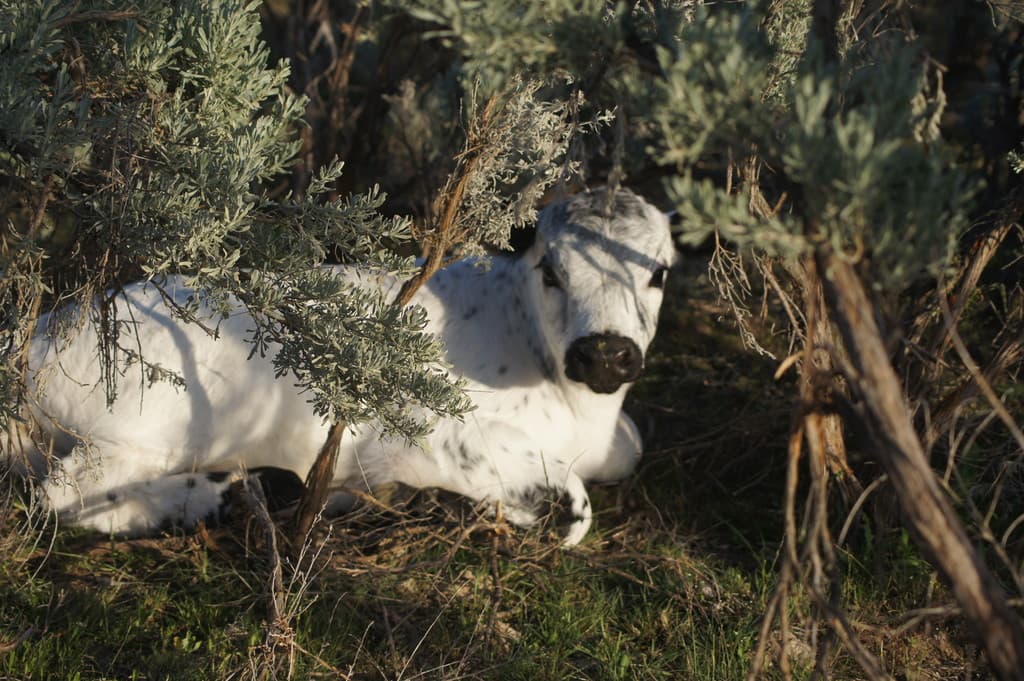 Black Canyon Enterprises