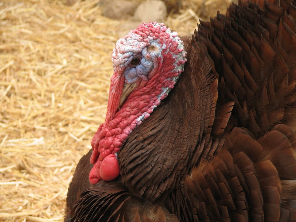 Feathered Reptiles Farm