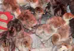 Piedmont Heritage Poultry