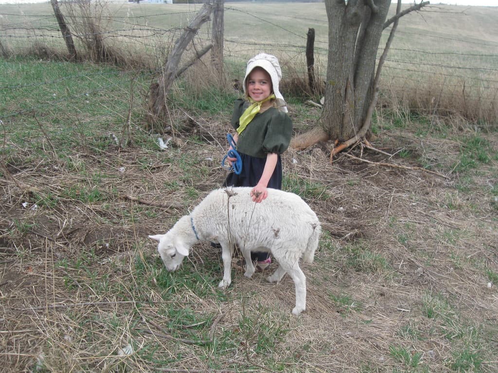Mary Had A Little Lamb Farm