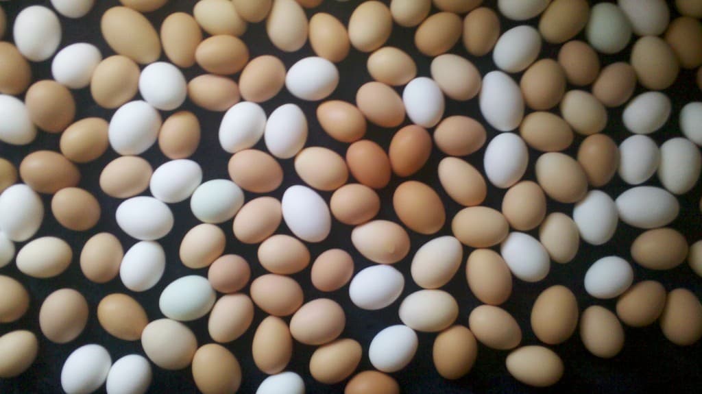 SJ Ranch - (La Habra Heights)