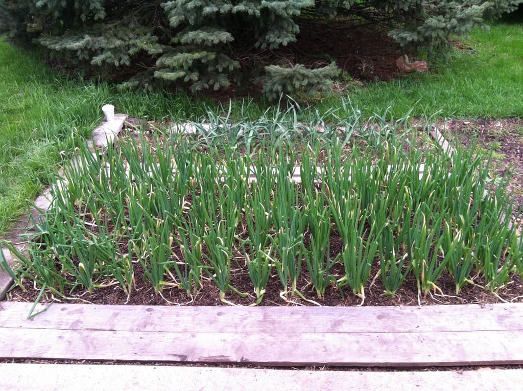 Happy Goat Lucky Farm