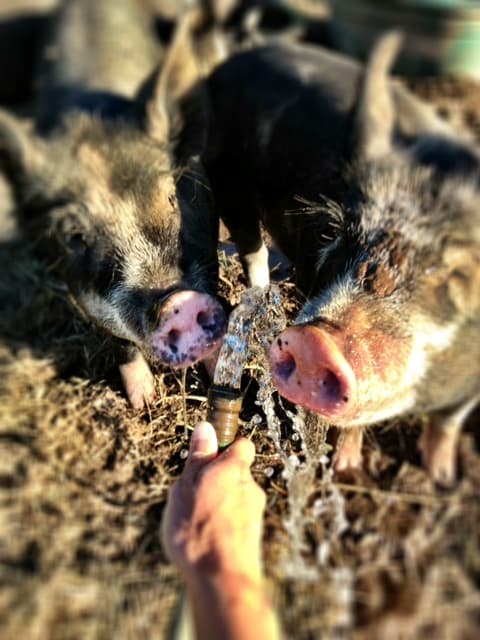 Township 18 Farm & Learning Center