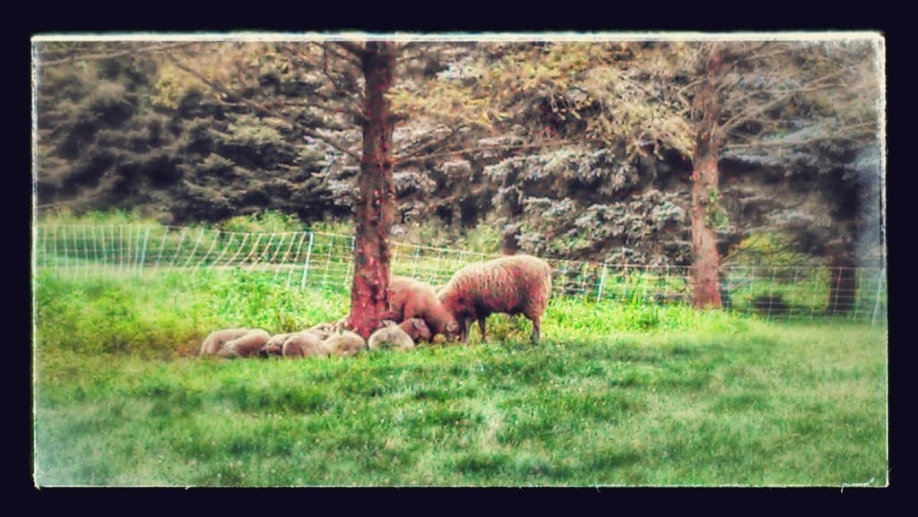 Aries Crossing Sheepherding