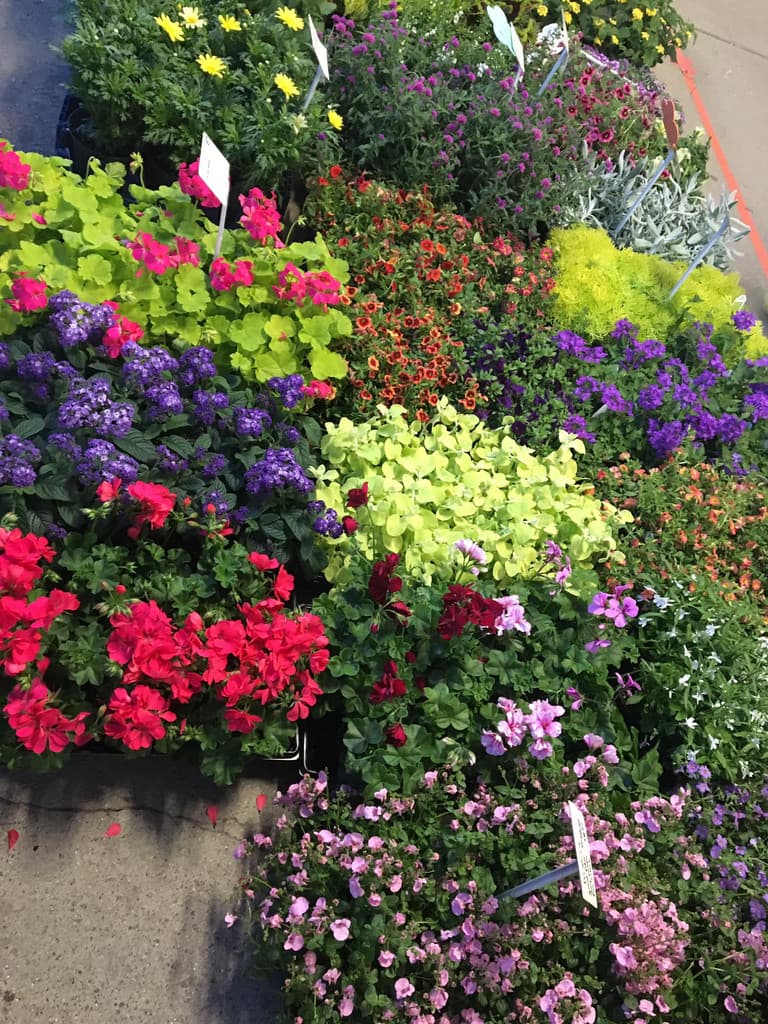 Cheryl Wagner / Wagner's Homestead Farm