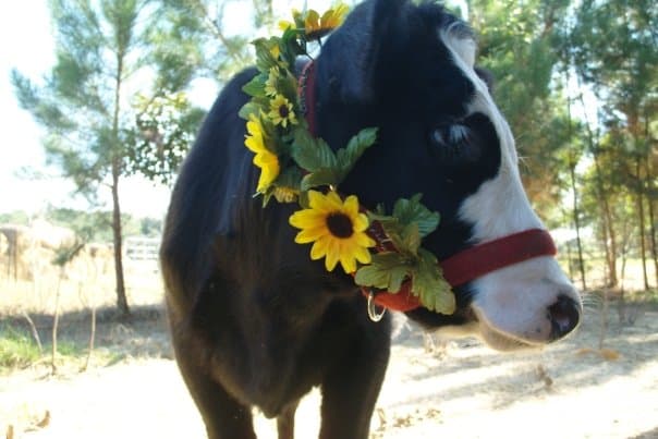 Millgrove Farms, LLC