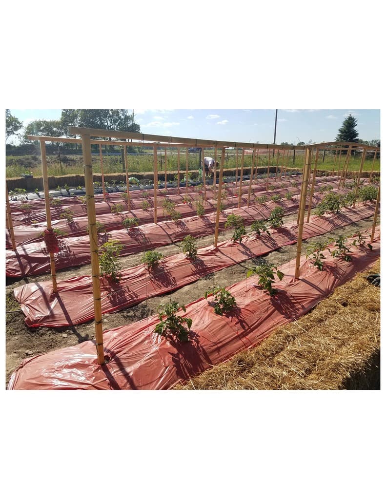 Hoffman Farm's Home-Grown Vegetables