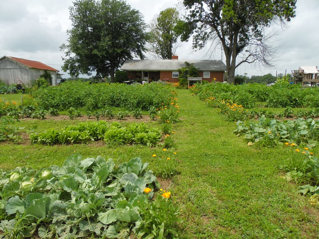 Berries Bees & More CSA & Farm Market