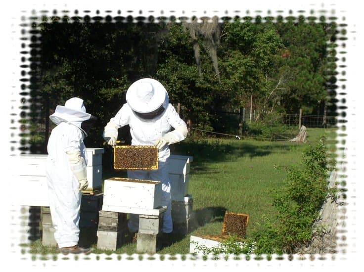 Country Bees Honey