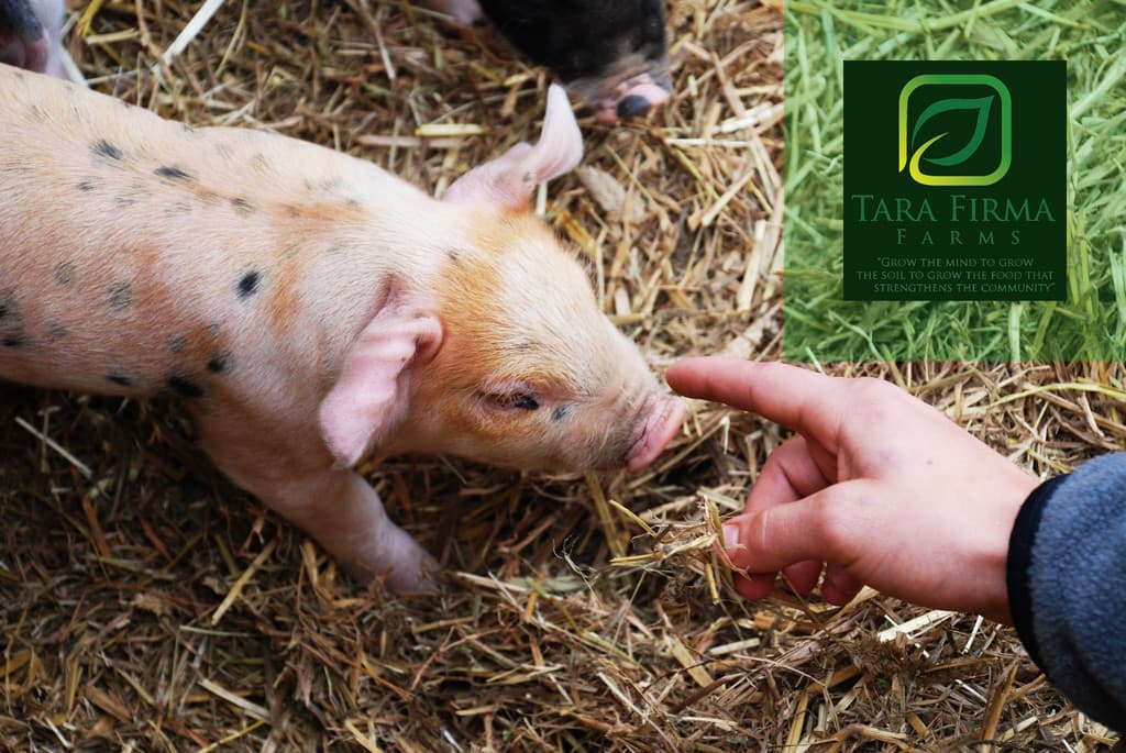 Tara Firma Farms