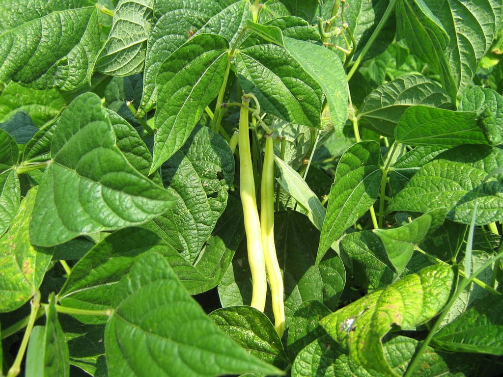 Amana Colonies Farmer's Market