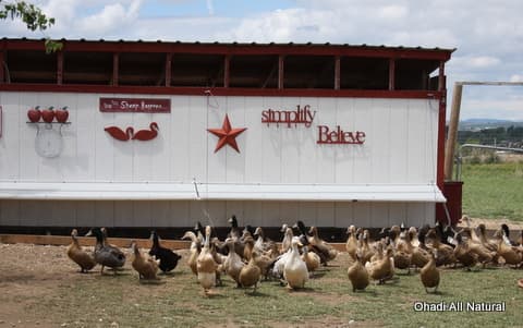 Ohadi All Natural Duck Eggs