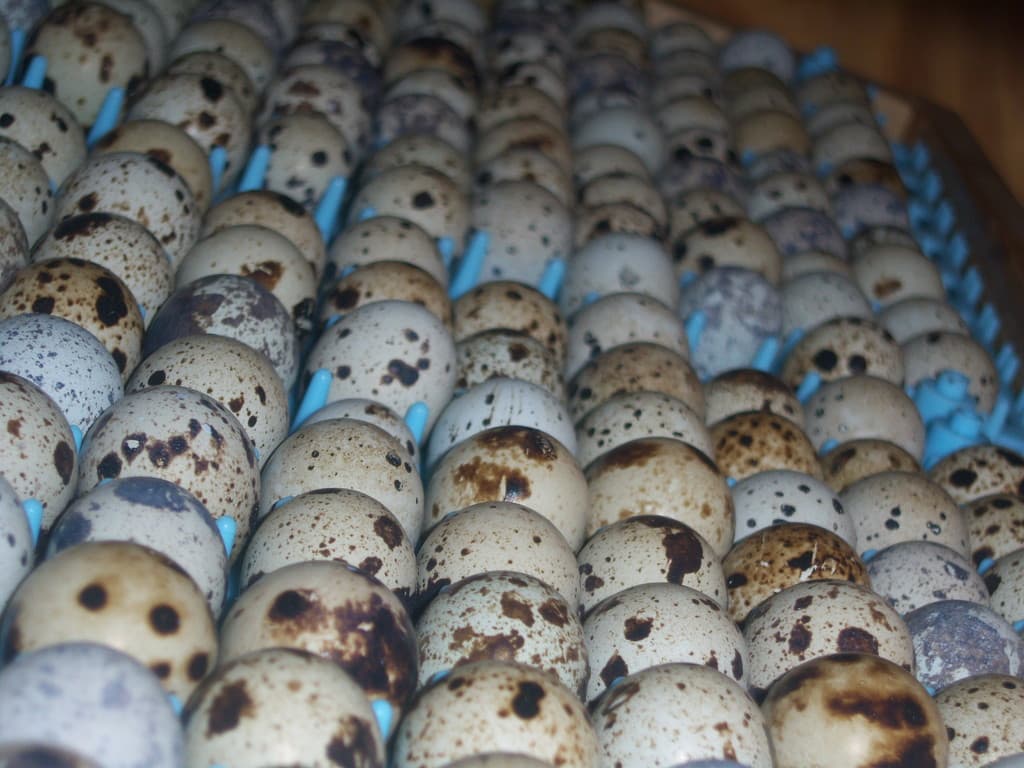Coturnix Quail Eggs