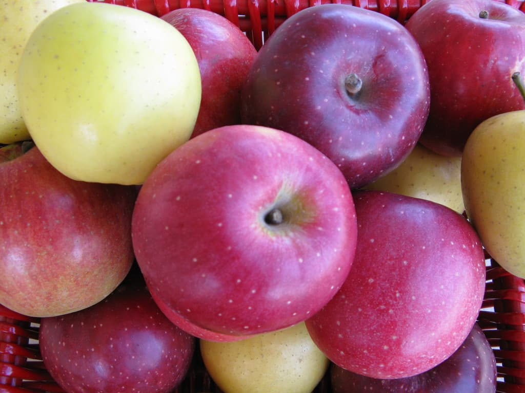 Oyler's Organic Farms & Market