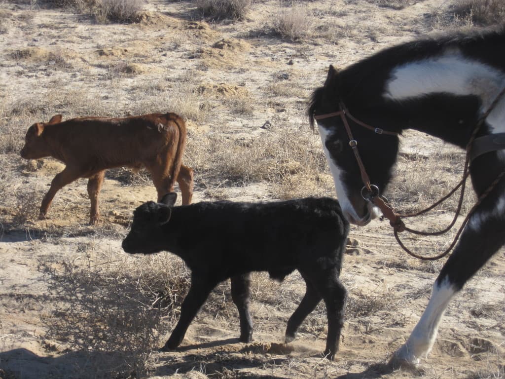 Peak to Plains Alliance - Farms, Food, Community