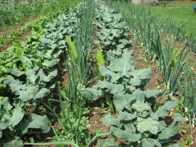 Chestnut Creek Farm, LLC