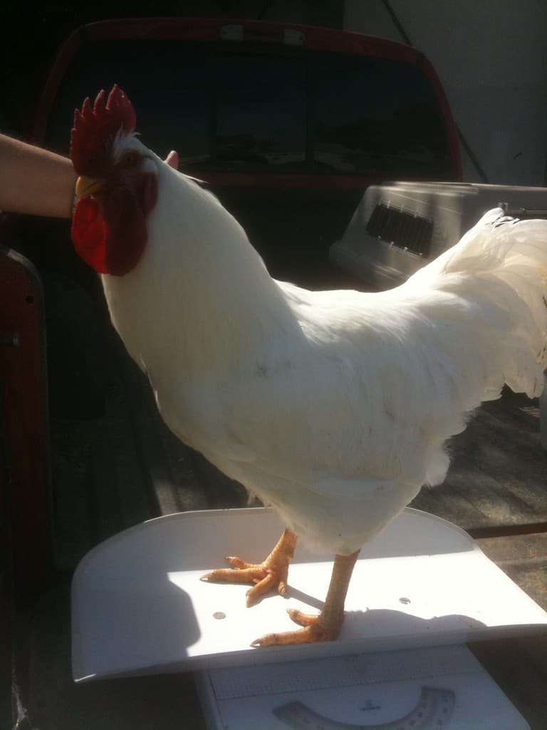 Universal Wellness Products