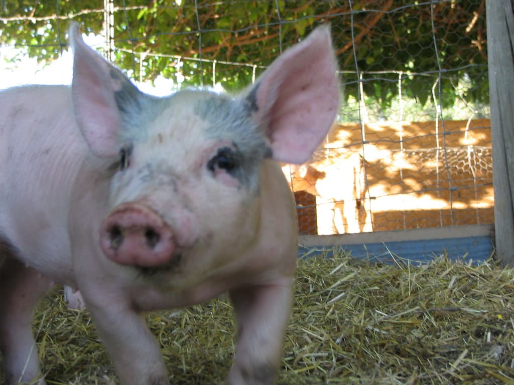 Godfrey Family Farms