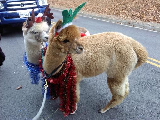 Port Warwick Mid Week Farmers Market