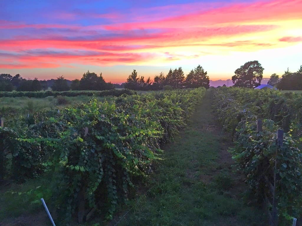 Glover Farm Vineyard