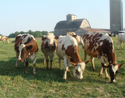 South Bend Raw Milk Club