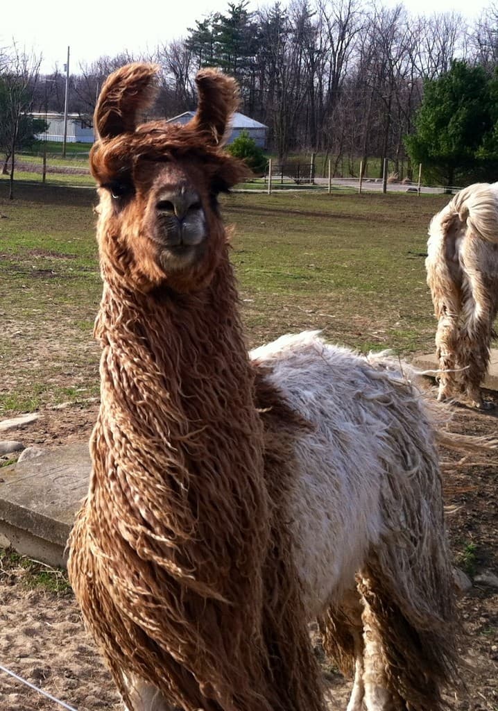 Hidden Creek Acres Ohio Llamas
