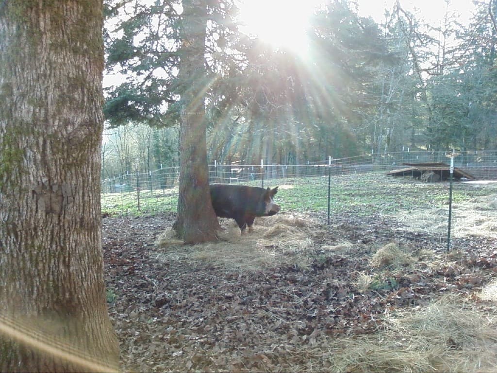 Sky Ranch of Yamhill