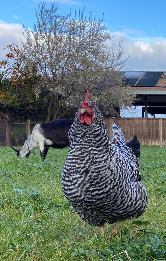 Wisteria Springs Farm