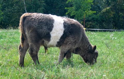 Wildflower Springs Farm