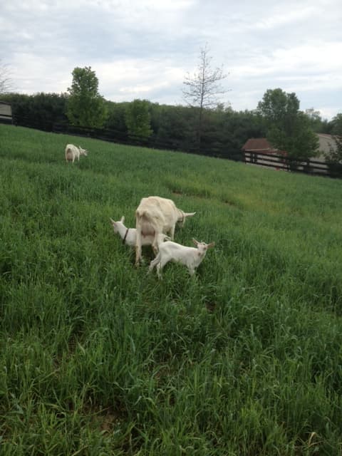 White Dog Farm