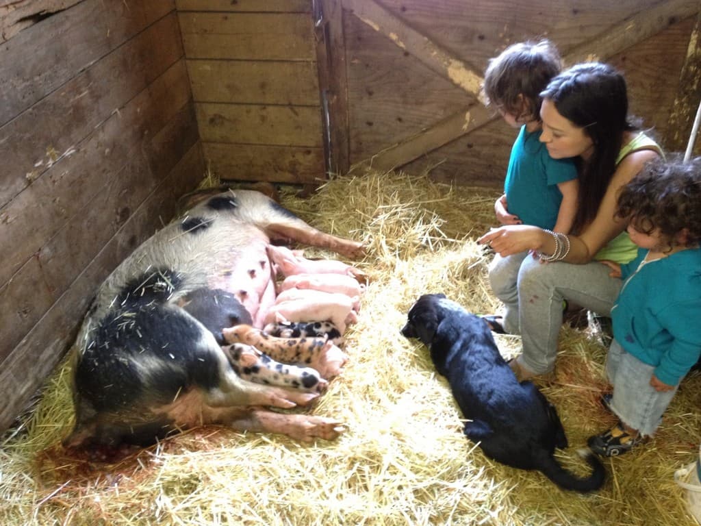 Shadow Mountain Farm