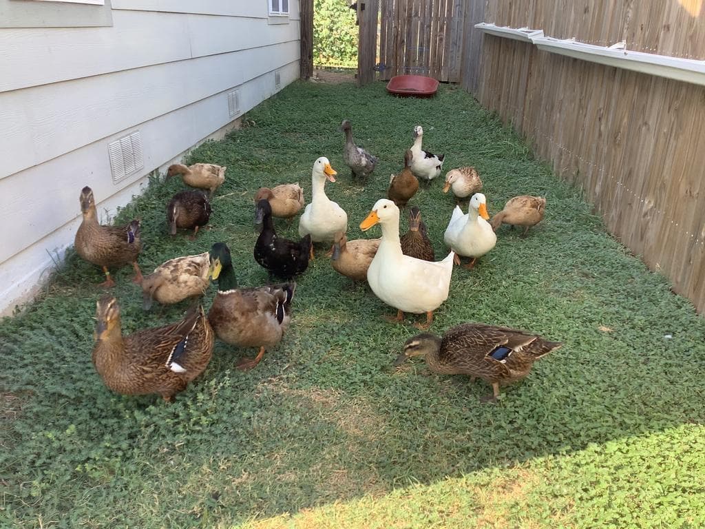 Quail Haven Urban Farm