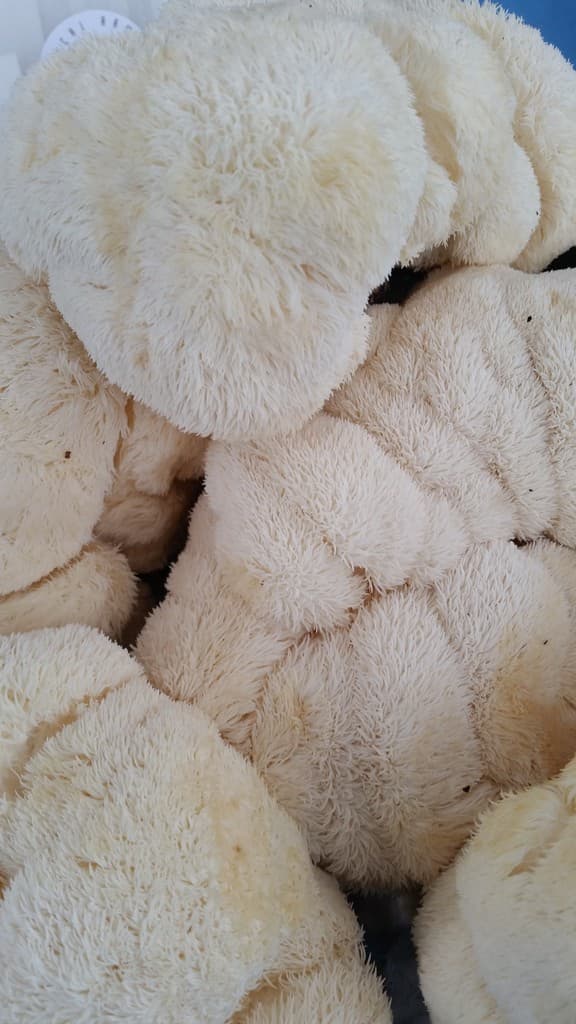 Good Sense Farm & Apiary