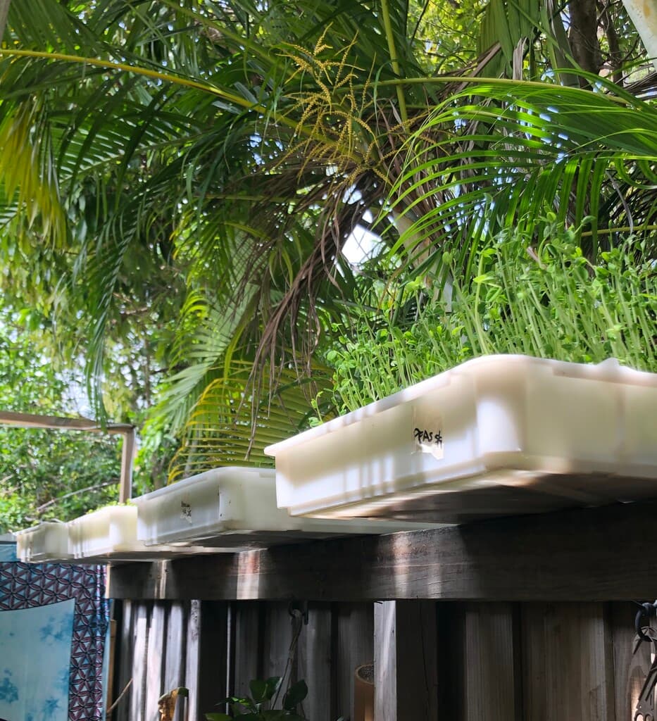 Shorecrest Microgreens